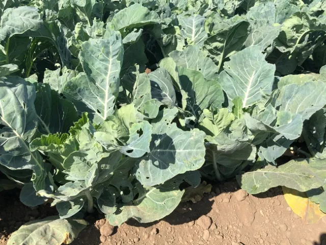 DBM damage in cauliflower