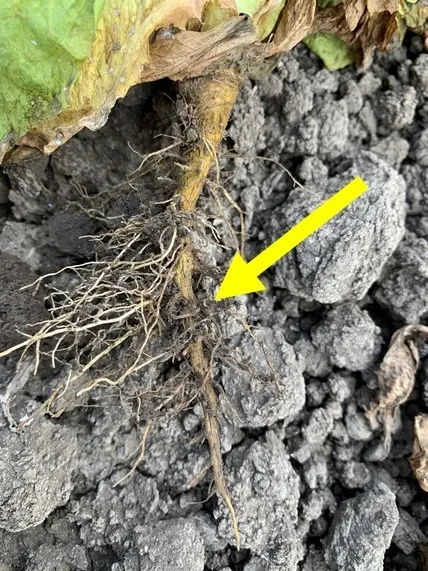 Pgoto 3 - Pythium infection