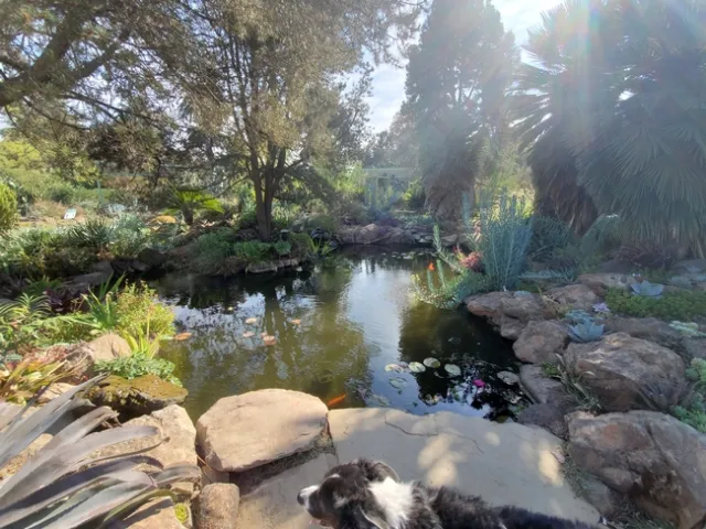 Buster Enjoying Pond with Koi - photo by Paula Pashby