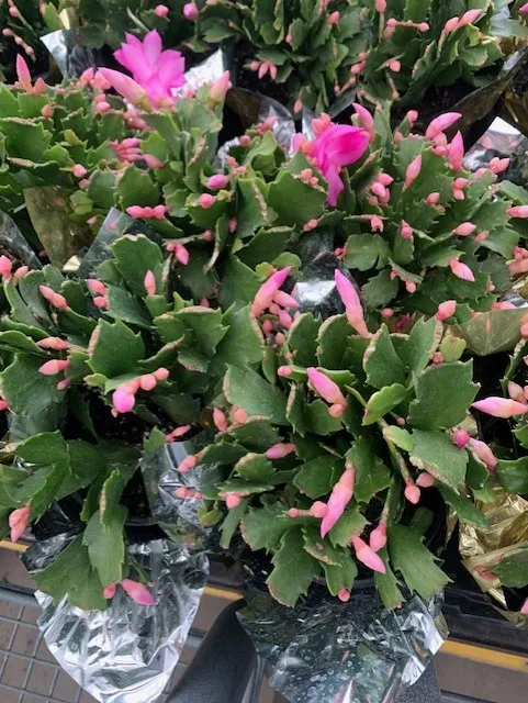 Schlumbergera truncata - thanksgiving cactus