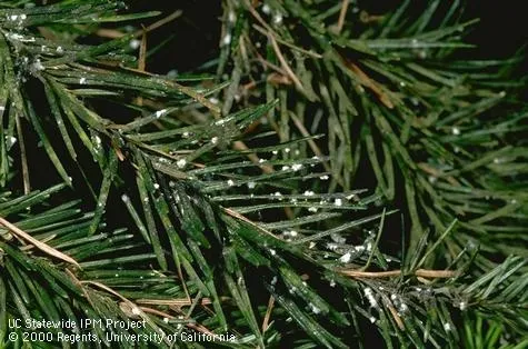 Cooley spruce gall adelgids on needles of Douglas fir. (Credit: Jack Kelly Clark)