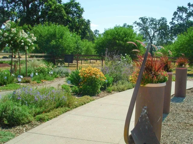 Almond Orchard looking east in 2015, Mari Moore