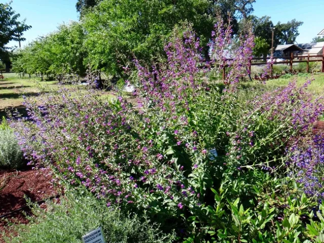 Almond Orchard behind the Native Plant Garden, Brent McGhie