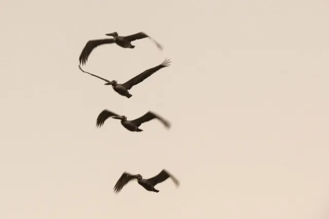 Pelicans fly over