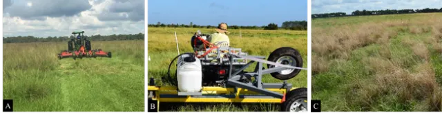 Figure 2. Giant smutgrass integrated management trial integrating physical control: (A) mowing and (B) chemical control (glyphosate or hexazinone applied with a weed-wiper). Giant smutgrass phytotoxicity 30 days after being treated with glyphosate applied with a weed-wiper.
