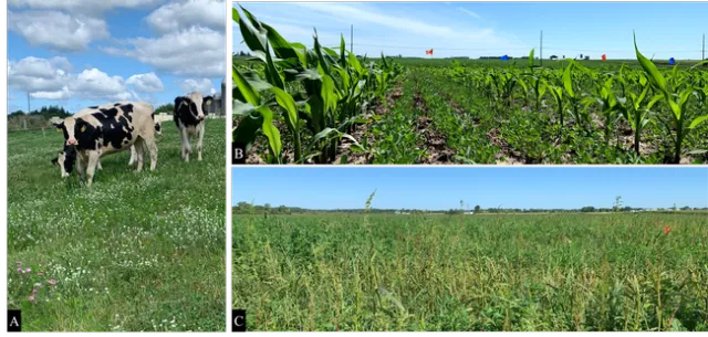 Figure 4. Research projects conducted in Wisconsin in 2019: (A) weed management and clover selectivity to ProClova (florpyrauxifen + 2,4-D), (B) establishment optimization of alfalfa interseeded with corn, and (C) waterhemp management in established alfalfa fields.