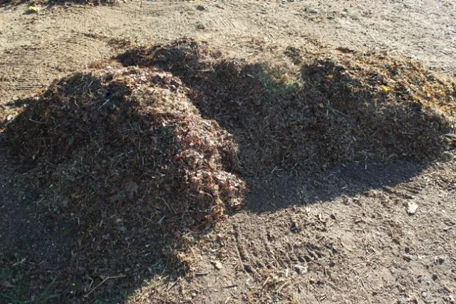 Finished compost pile.