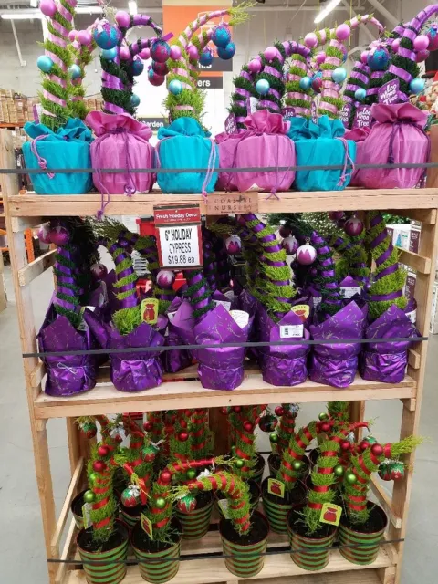 Lemon Cypress Display at Big Box Store (photos by Patti Brantley)