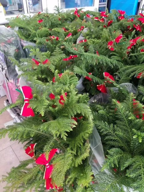 Norfolk Island Pine Big Box Display