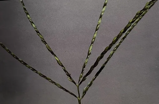 Large Crabgrass Inflorescence