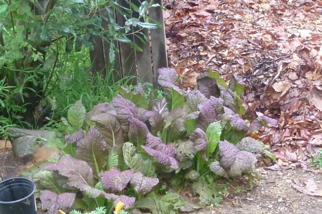 P1090355 Purple mustards by compost