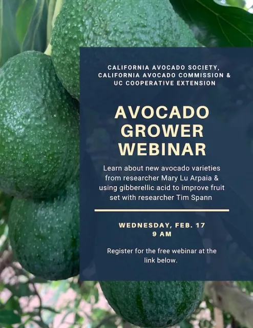 avo webinar