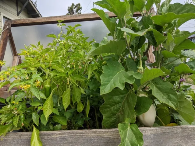 Nicole Vital credits gardening with helping keep her mind and body healthy while pregnant during the pandemic.