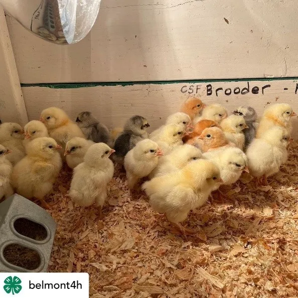 Belmont & Burlingame/San Mateo 4-H Clubs Laying Hen Project