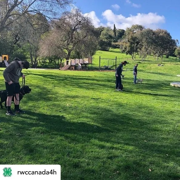 Canada/Redwood City 4-H Dog project