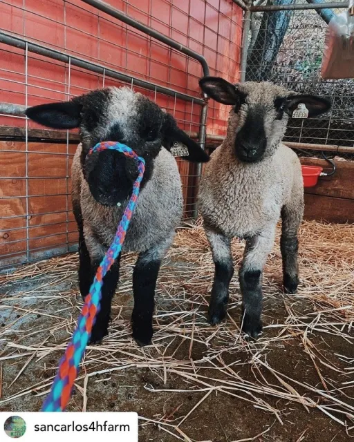 San Carlos-Eaton Hills 4-H Club Lamb project