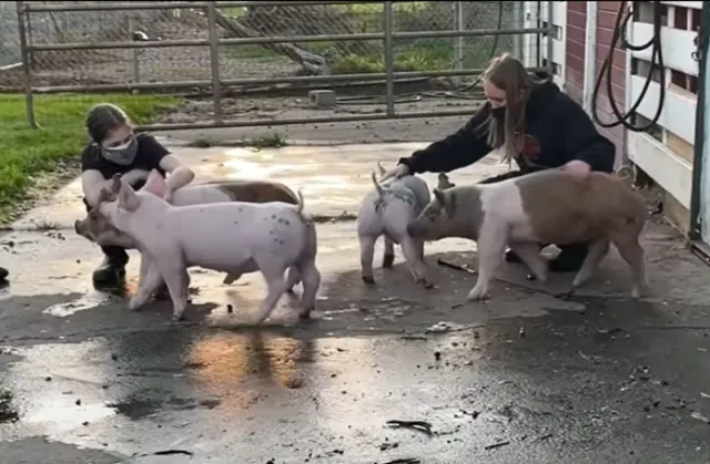 San Bruno-South San Francisco 4-H Club Swine project