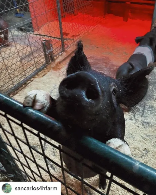 San Carlos-Eaton Hills 4-H Club Swine project