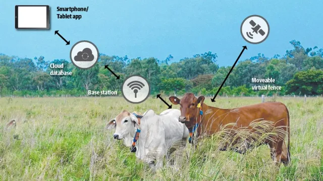 Virtual fence collars