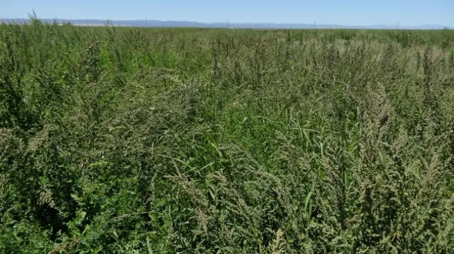 glyphosate no inseason broad