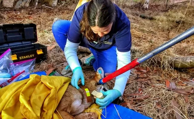 Quinn puts a collar on a coyote. The battery-powered collars, recharged by solar panels on the collar, send location and speed data to Quinn. Photo by Danielle Martin