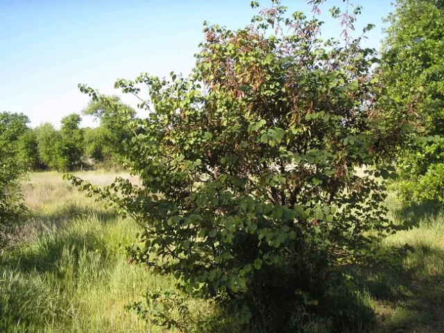 Redbud and seed pods at Verbena Fields, Laura Lukes