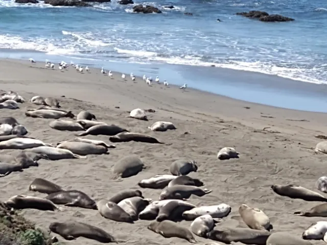 Taking it easy near Cambria, CA
