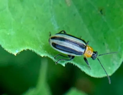 Western Striped Cucumber Beetle