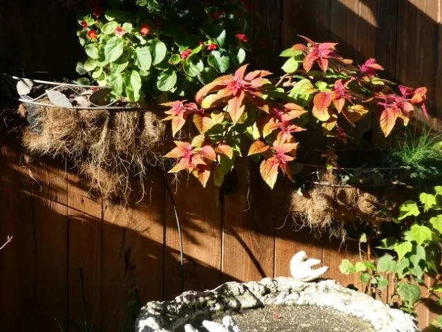 Coconut fiber lined wire planter. photos by Launa Herrmann