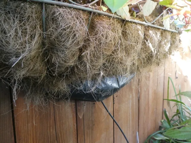 Disappearing coconut fiber.