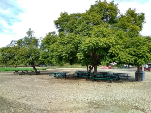 Jacaranda trees and other trees provide community benefits such as shade. Shade is critical to cool the environment, especially in summer. Photo by Annemiek Schilder