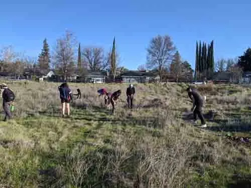 Volunteers pull up star thistle and mustard at Verbena Fields, Janeva Sorenson