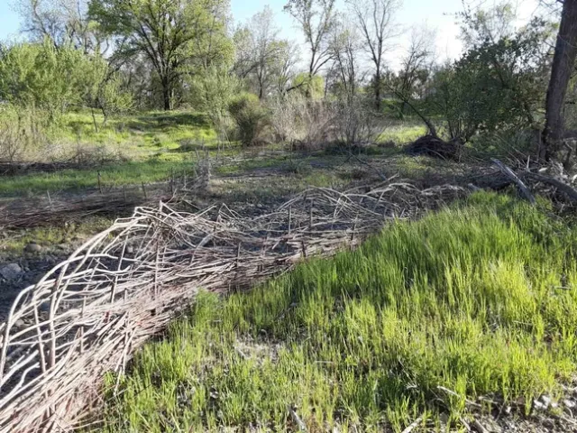 Willow walls woven from cuttings will retain soil built up along the channel, Laura Lukes