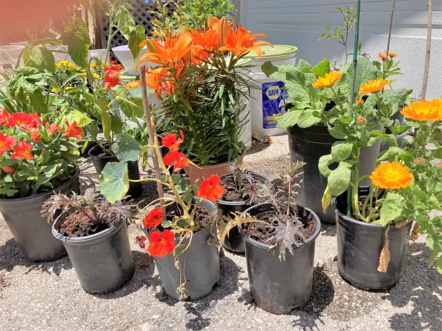 Plants for the MG Keyhole Garden