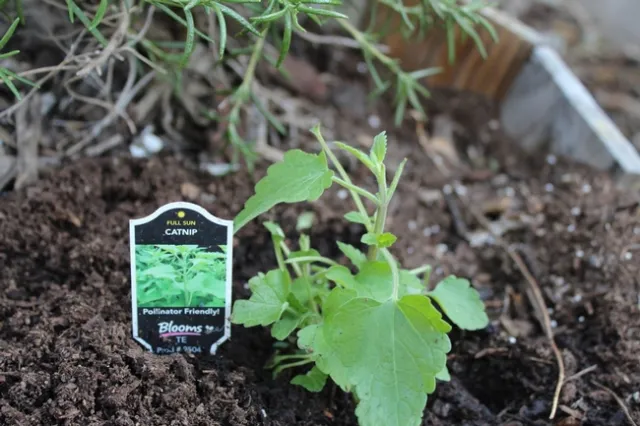 photos by Brenda Altman