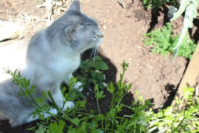 Sparkle sits on the catnip.