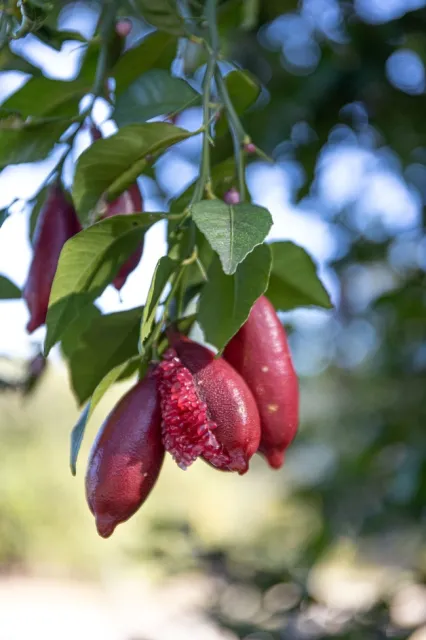 finger lime fruit