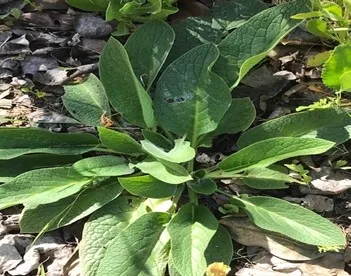 comfrey elvie deleon 2021