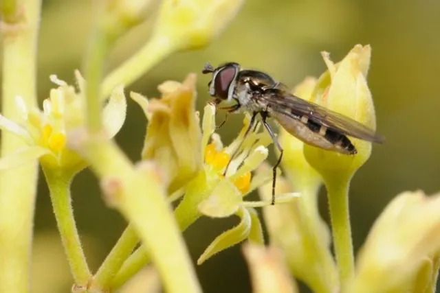hover fly avocado flower