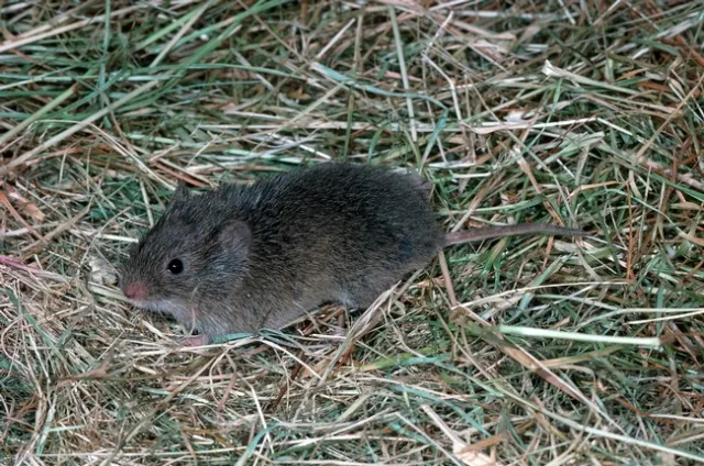 meadow mouse