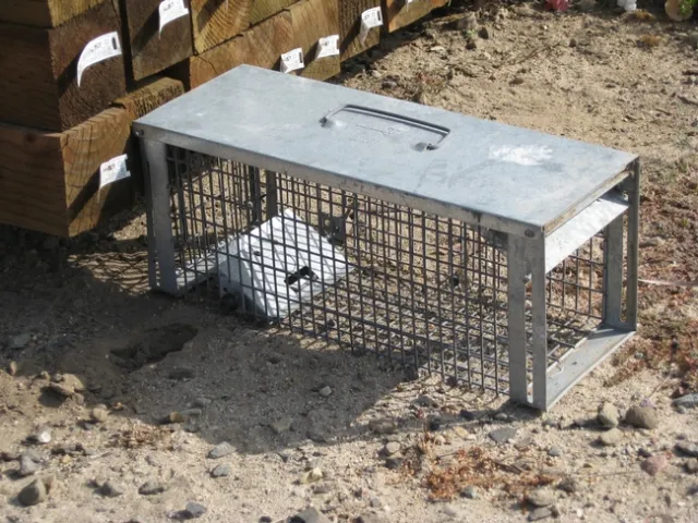 ground squirrel catcher