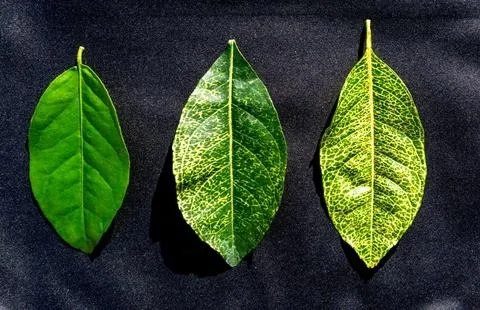 citrus yellow vein disease