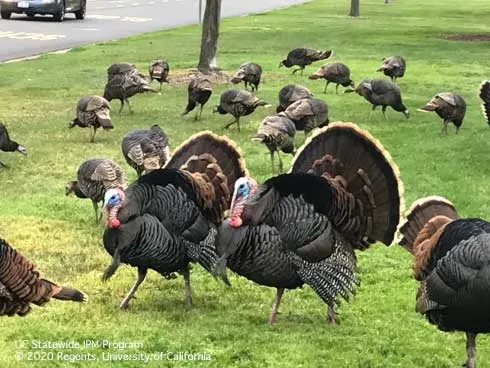 Two adult male wild turkeys strutting in grass with several female hens behind them.