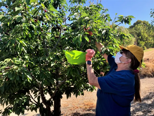 Linda harvesting cherries 7-6-21_AGolan
