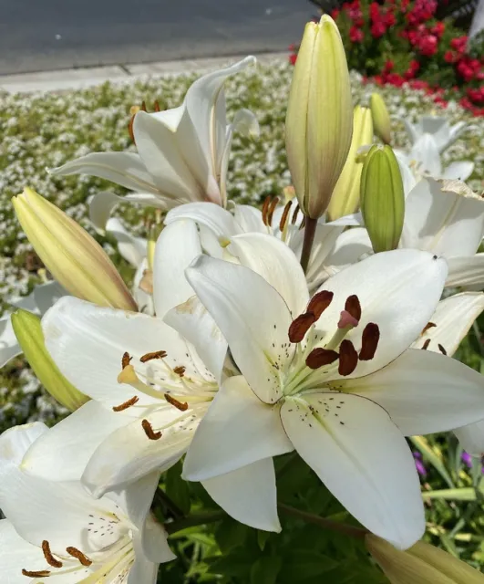 Eyeliner Lily. photos by David Bellamy