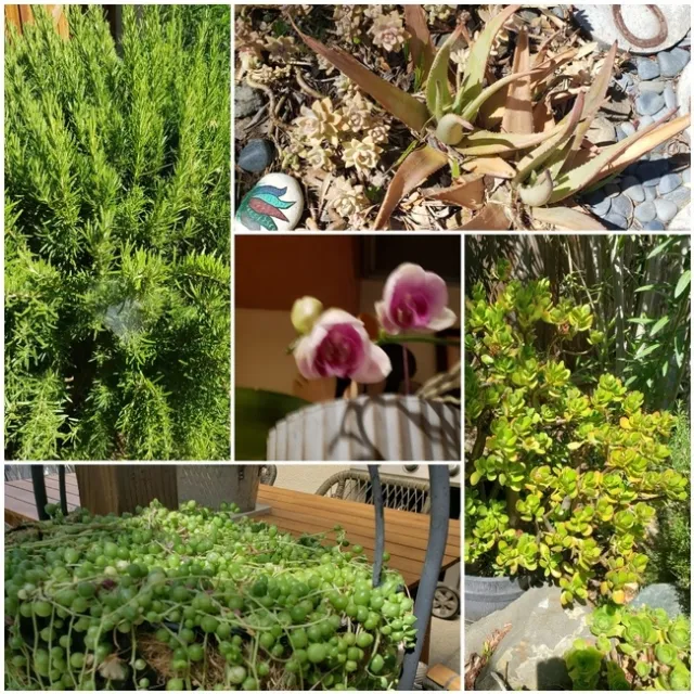 photo by Nancy Forrest