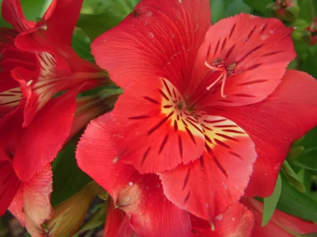 photos by Launa Herrmann