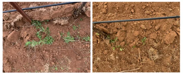 Figure 2. Example of soil after treatment with hoeing blade (left) and hoeing blade with rotary tiller (right). The hoeing blade with rotary tiller treatment was more effective than the hoeing blade alone. The tiller effectively broke up the soil and reduced weed root-to-soil contact.