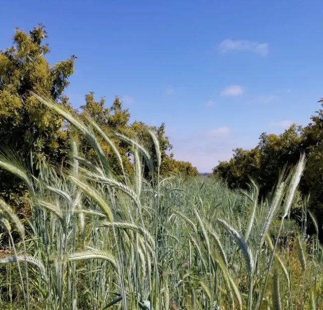 triticale lamb hass chris sayer (2)