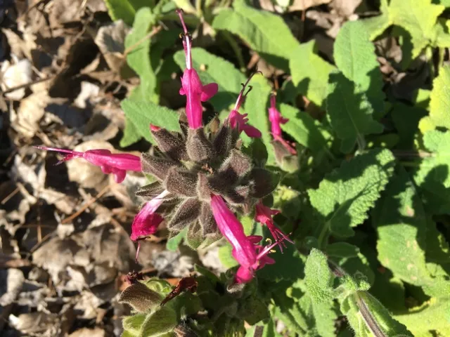 Photo by Linda Lewis Griffith